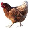 huhn01.jpg