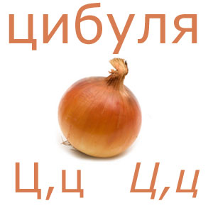 zwiebel_ukts.jpg zwiebel_ukts.jpg